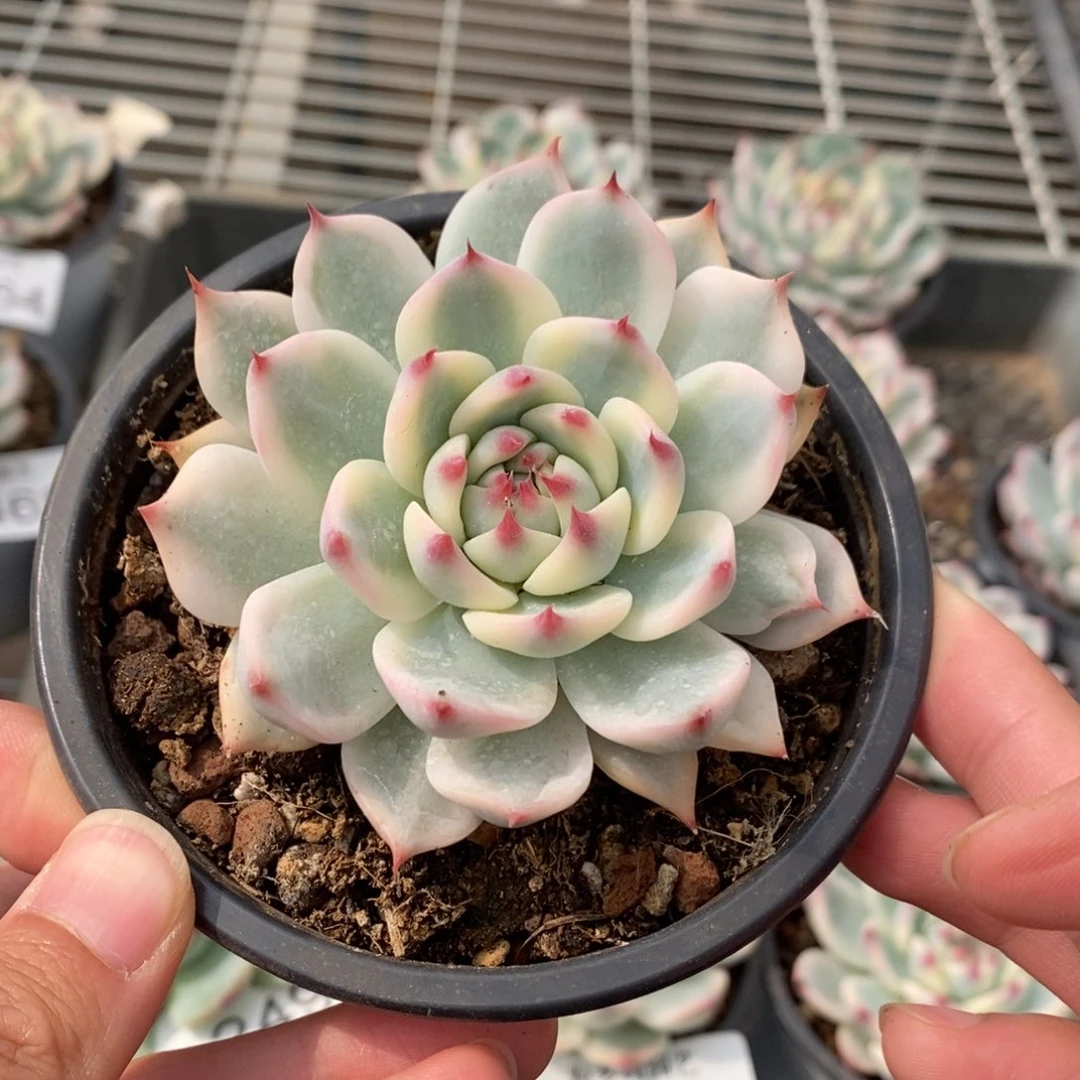 吉娃娃锦多肉植物A2498