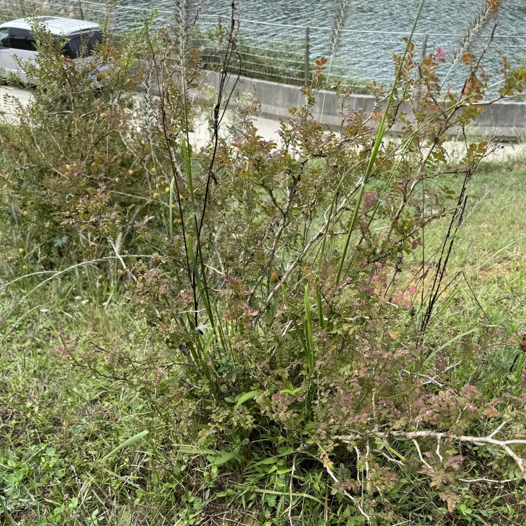 贵州深山野生刺梨根盆栽