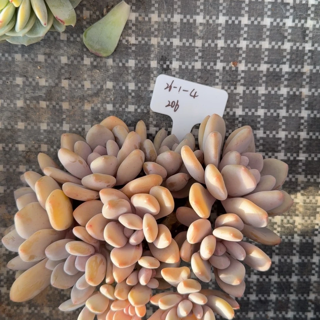 26-1-4一物一拍三明治其他个体206