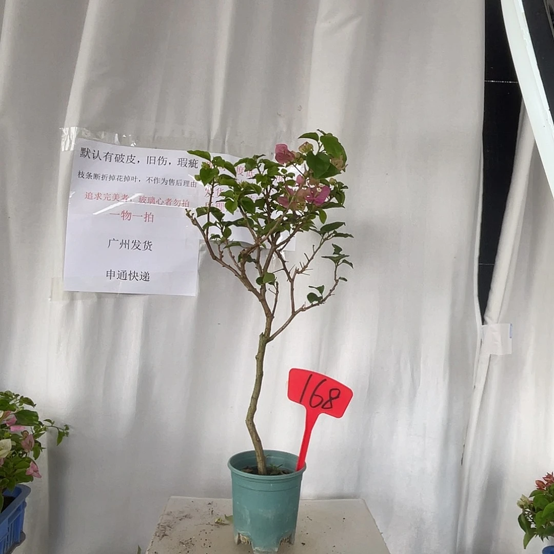 当前无花栽培后可以开花168超级玛丽