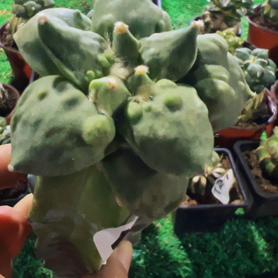 宝***疹无花朵福利大尤怒涛牡丹155