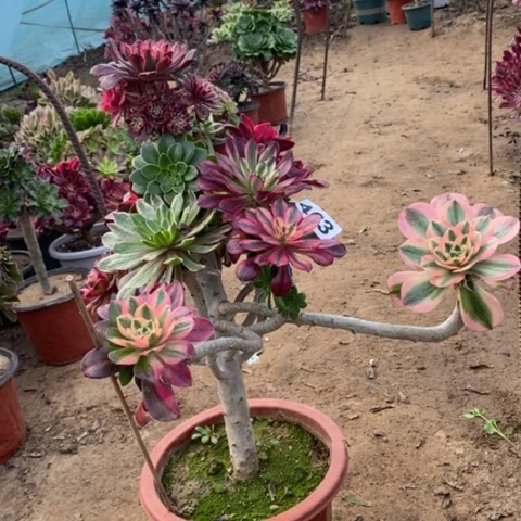 463，嫁接多品种多肉