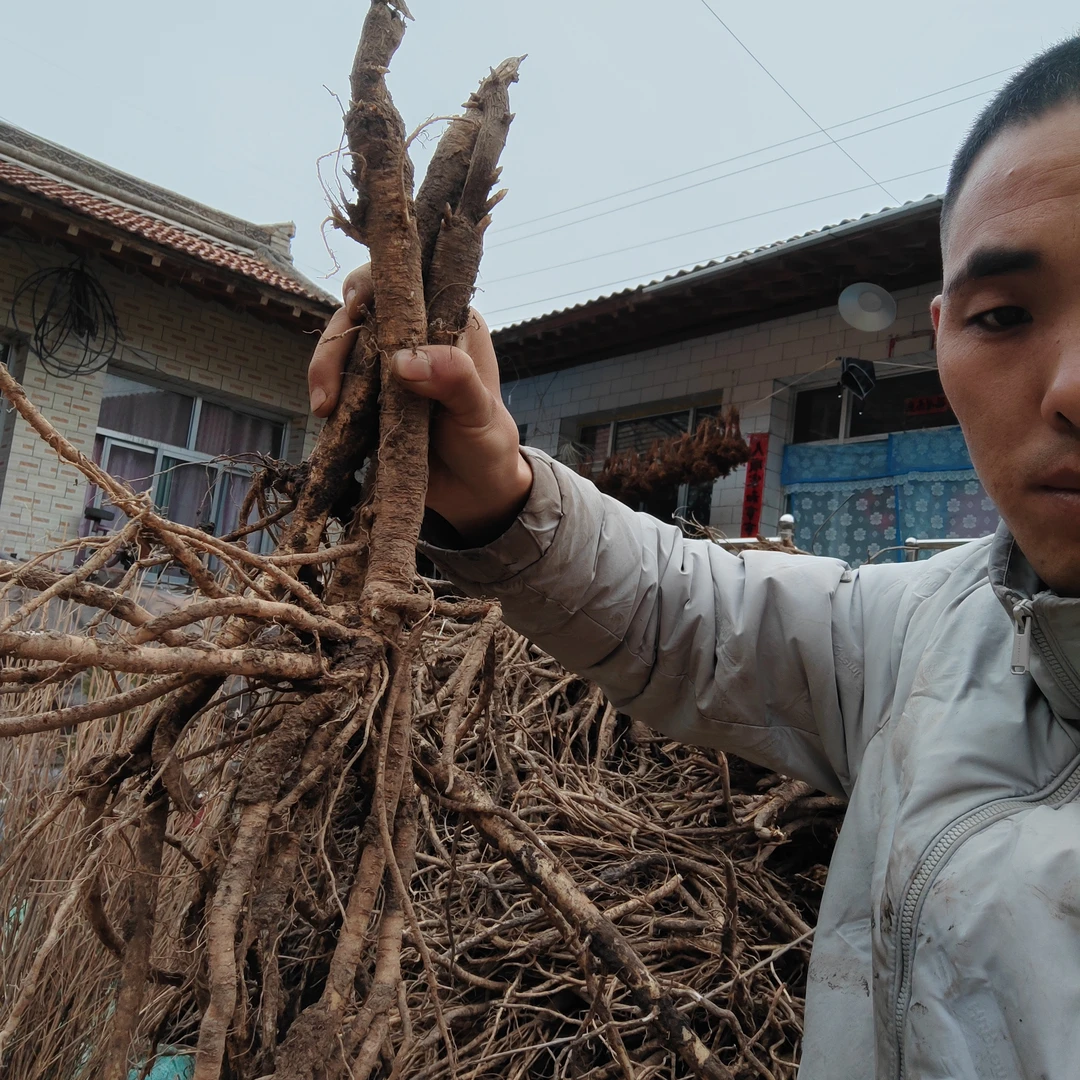 甘肃岷县新鲜黄芪带土发货适合煲汤老少皆宜