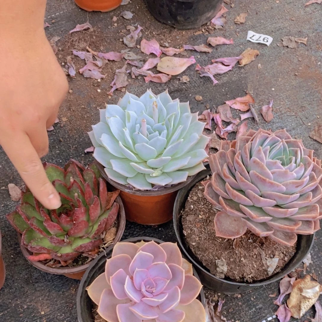 薄叶蓝鸟，紫珍珠，红东云，原始哈利沃森大单头各一