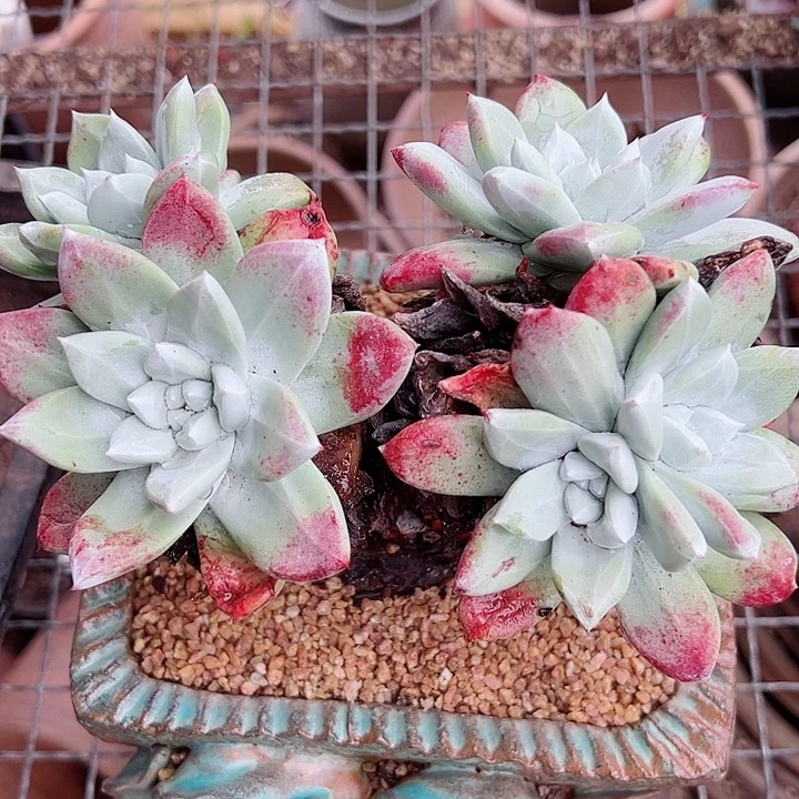 天***丶8387帕翠沙仙女杯多肉