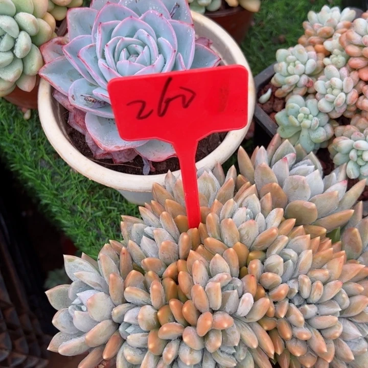 260胖美人平平安安健健康康