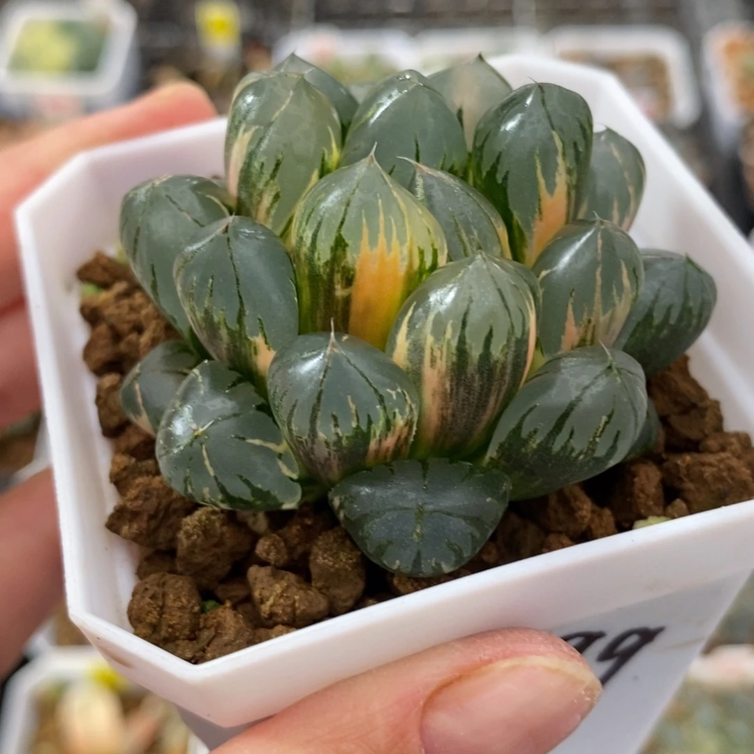 水晶玉露锦一物一图