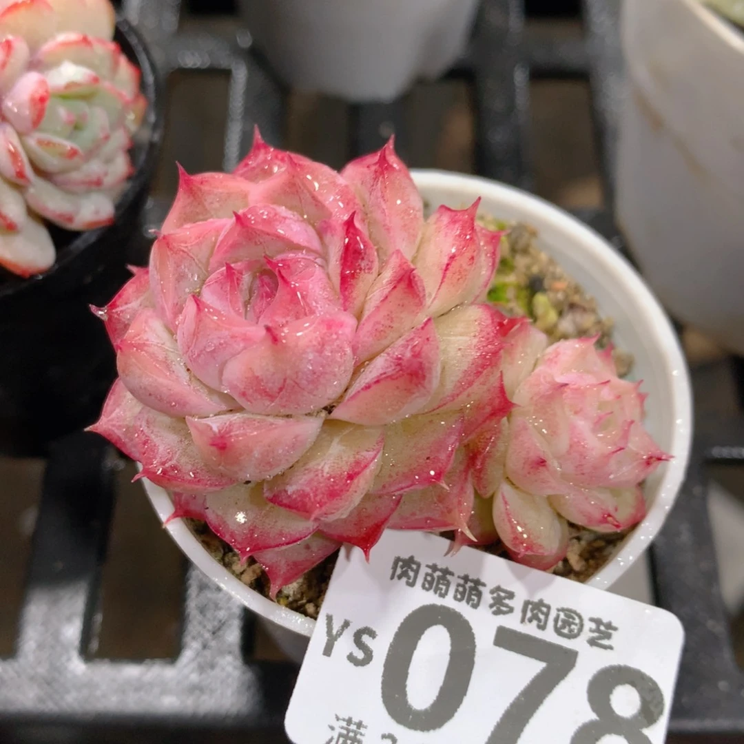 肉萌萌拇指盆精控多肉YS078