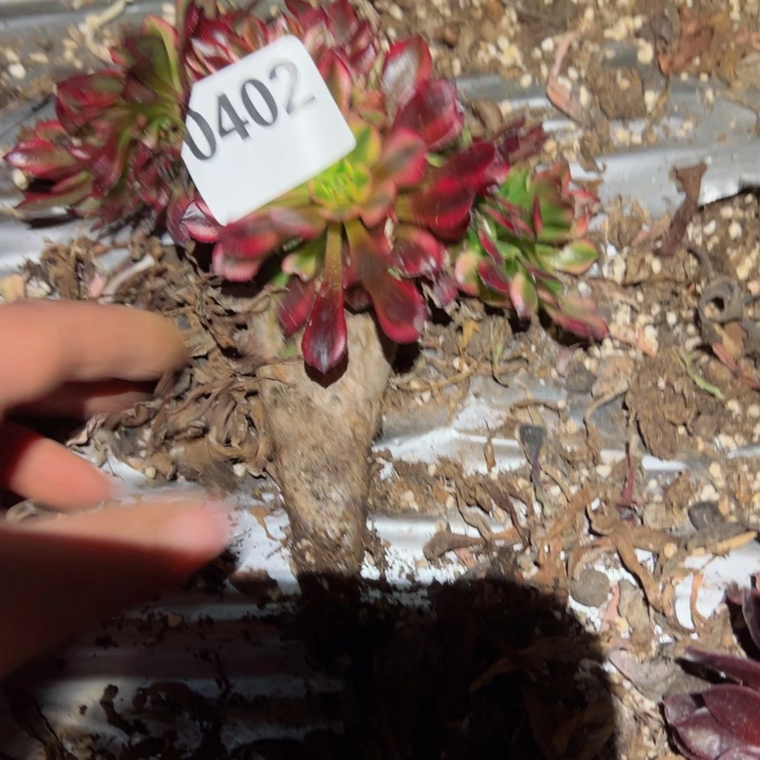 402 号多肉植物法师新年福利