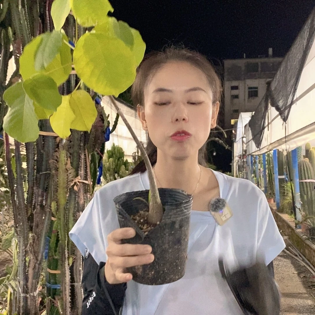 高25公分鬼纹木棉