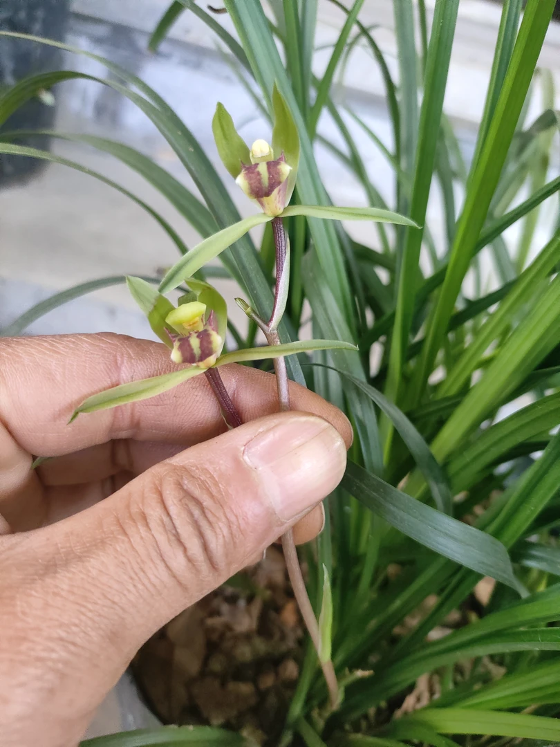 绿兰专拍一物一拍