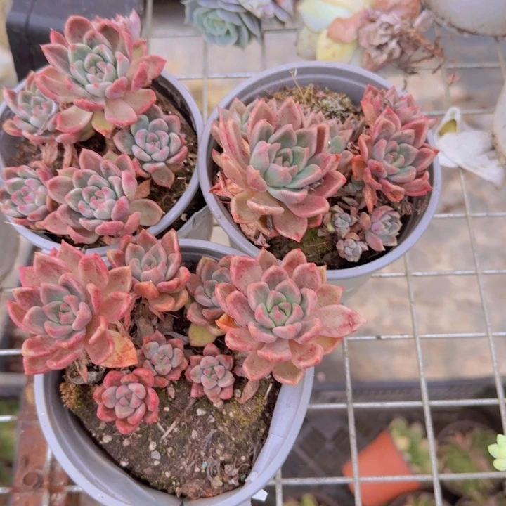 小盆璀璨三盆老桩