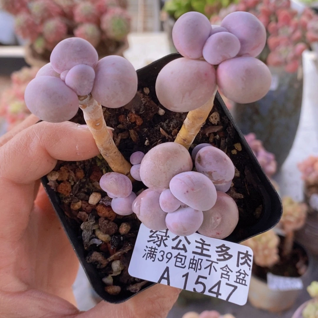 橙奶6cm1547多肉植物