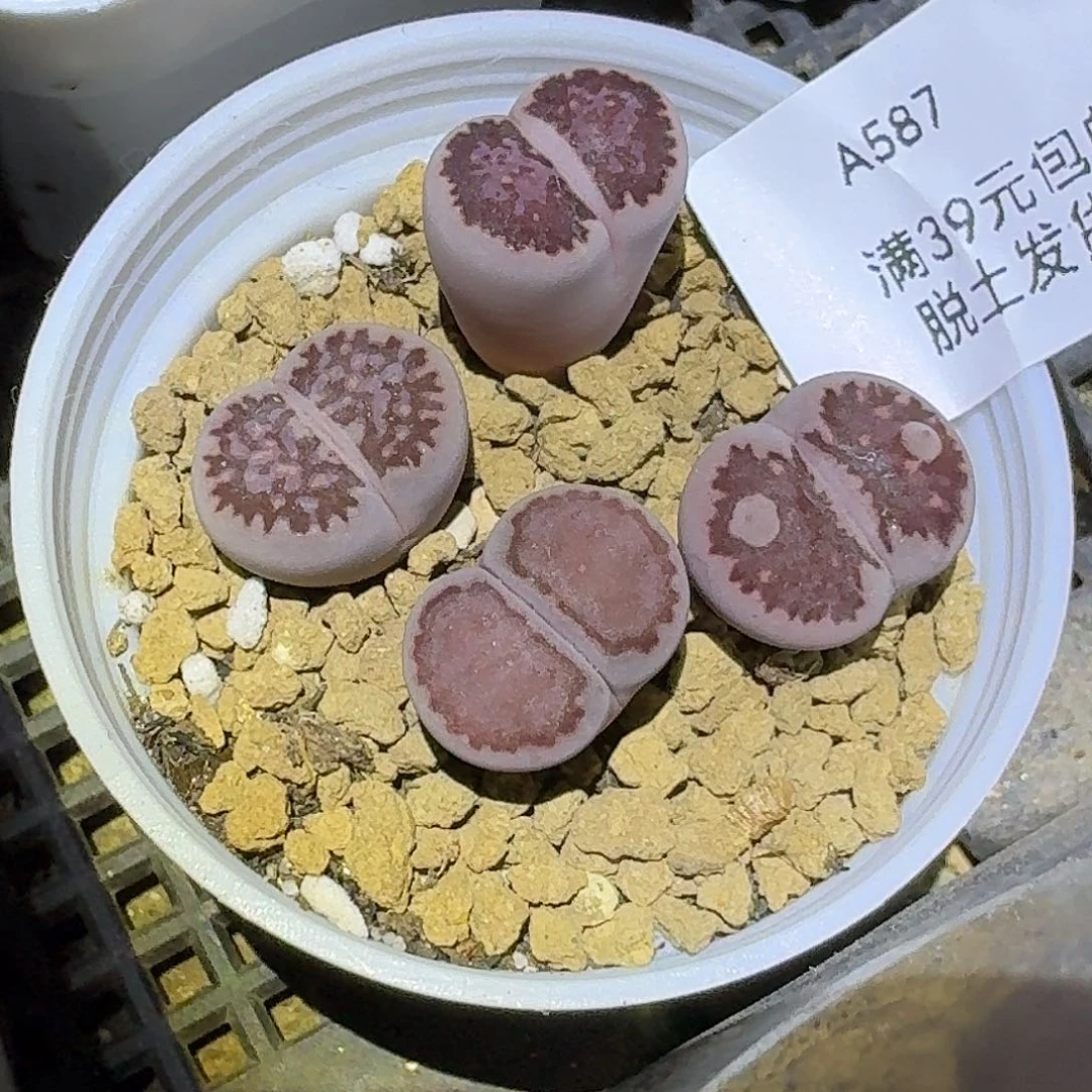 587多肉哈哈哈哈哈哈哈