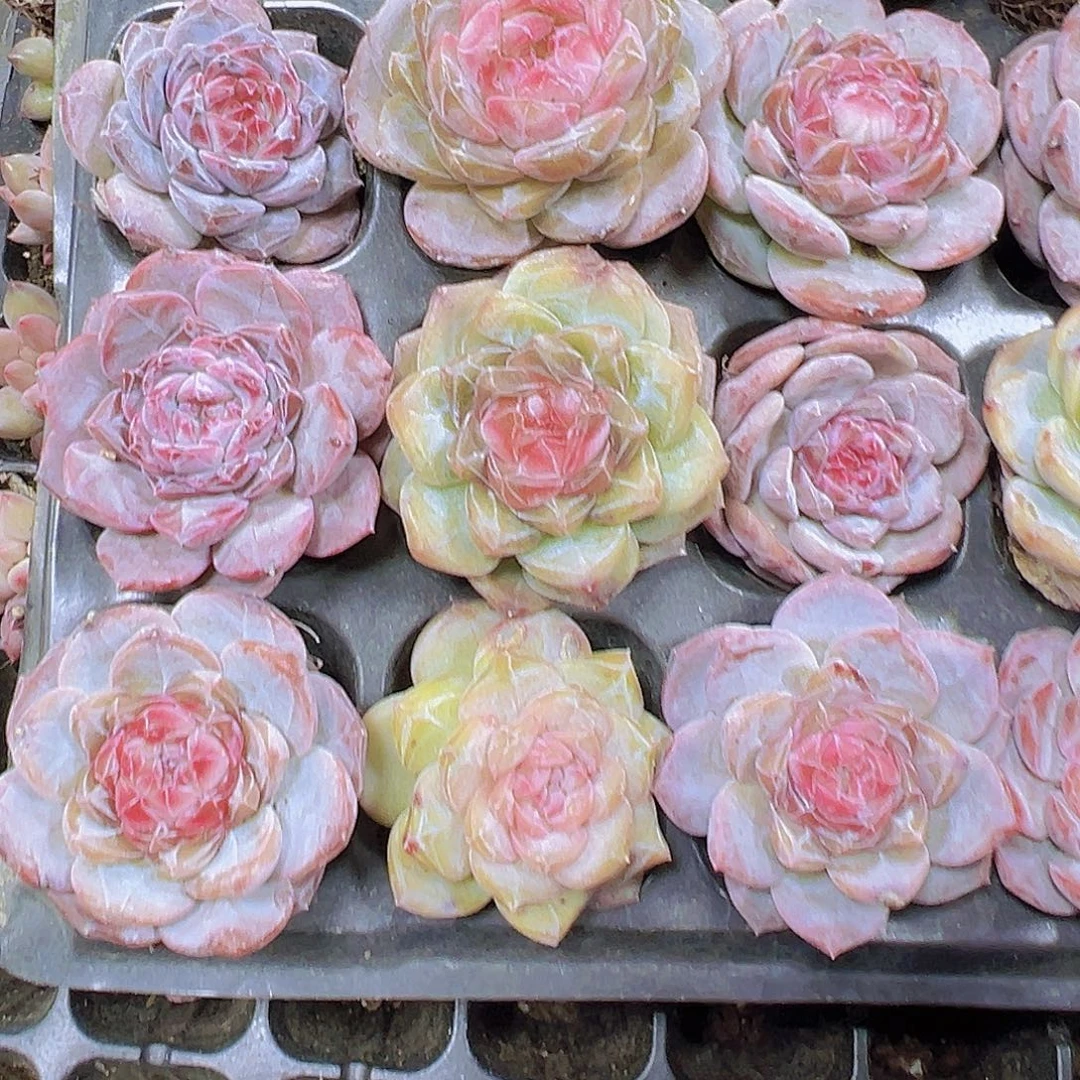 穴盘大冰魄4个19包邮