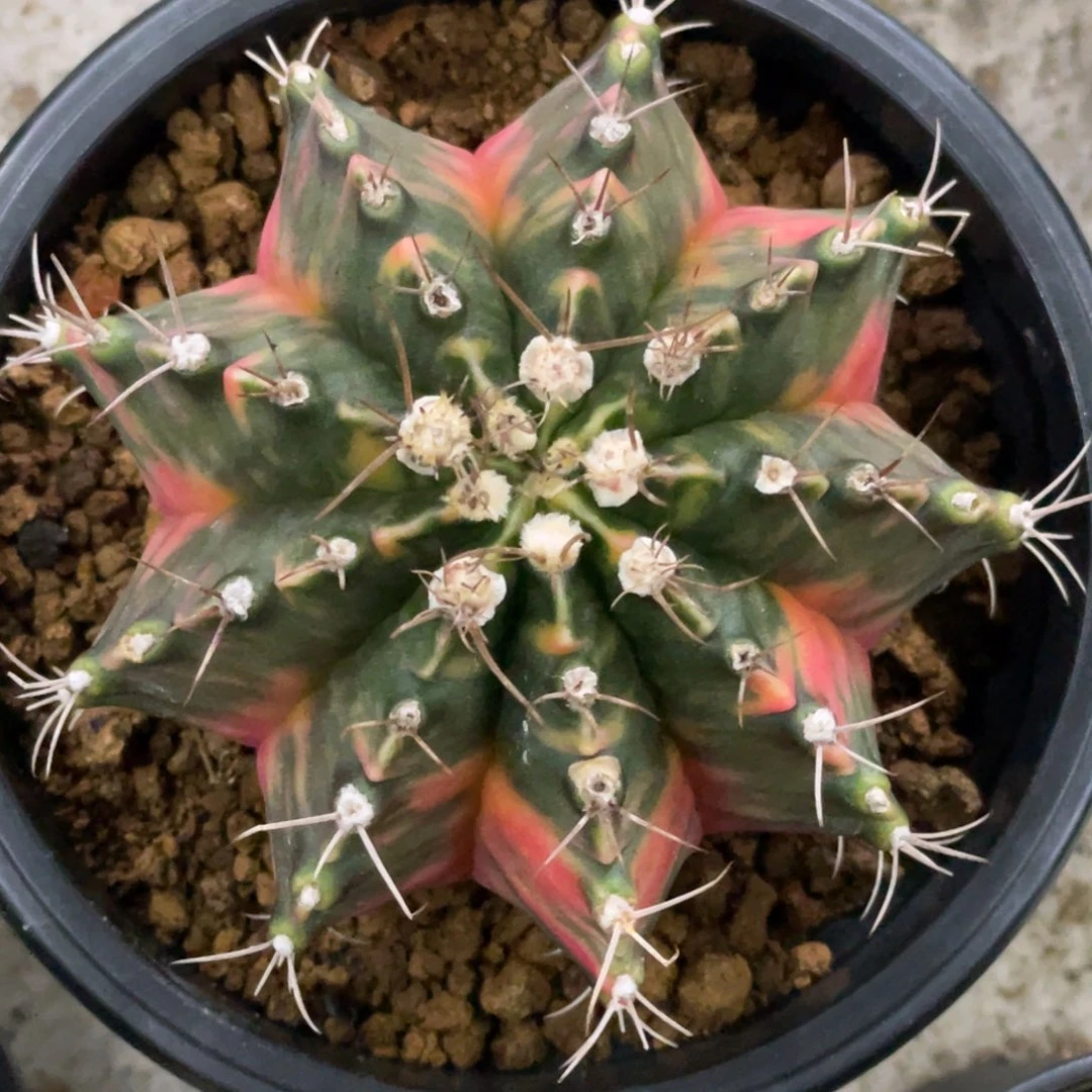 当前无花朵，栽培后可花朵橘黄臀米哈