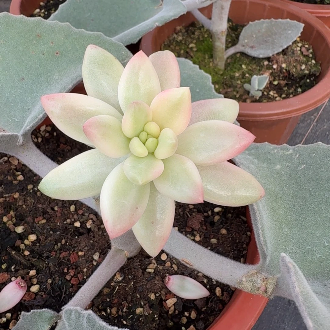 蜜桃啵啵 安吉园艺锦