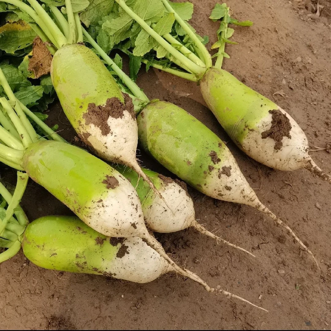 【现挖新鲜】愣头青萝卜农家自种蔬菜青头萝卜新鲜蔬菜5/9斤