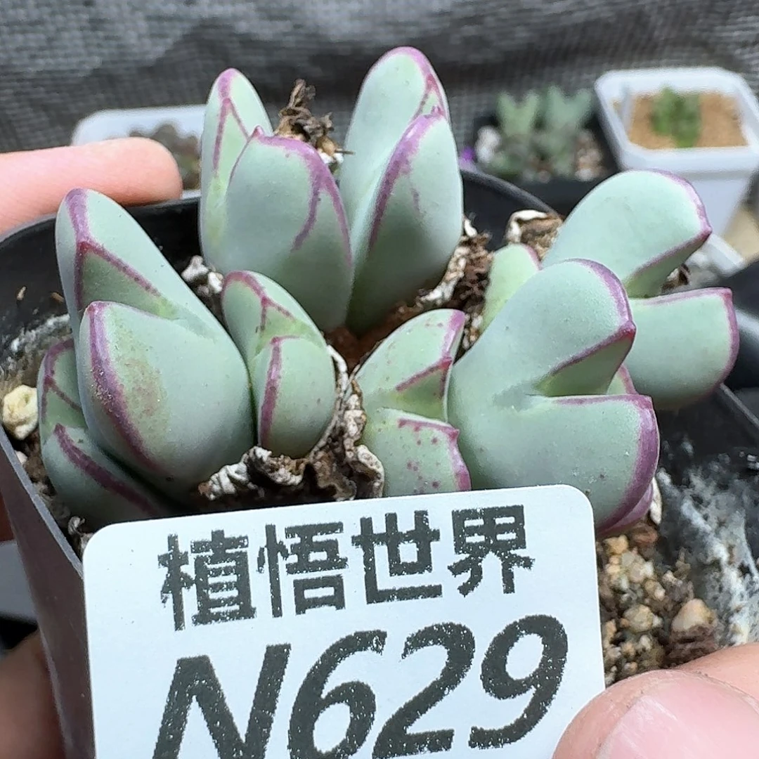 多肉植物是润泽法v