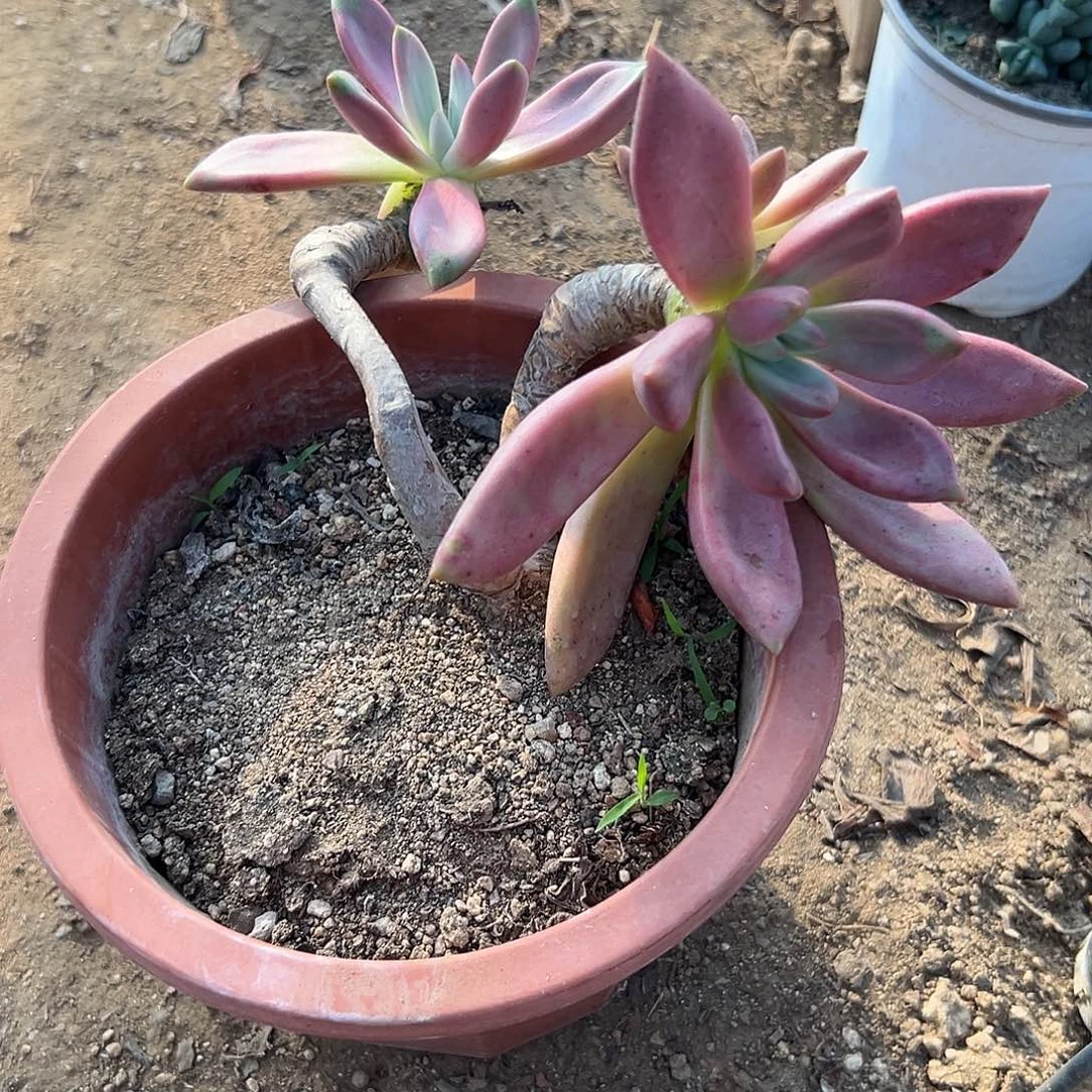 多肉植物桃花源老庄