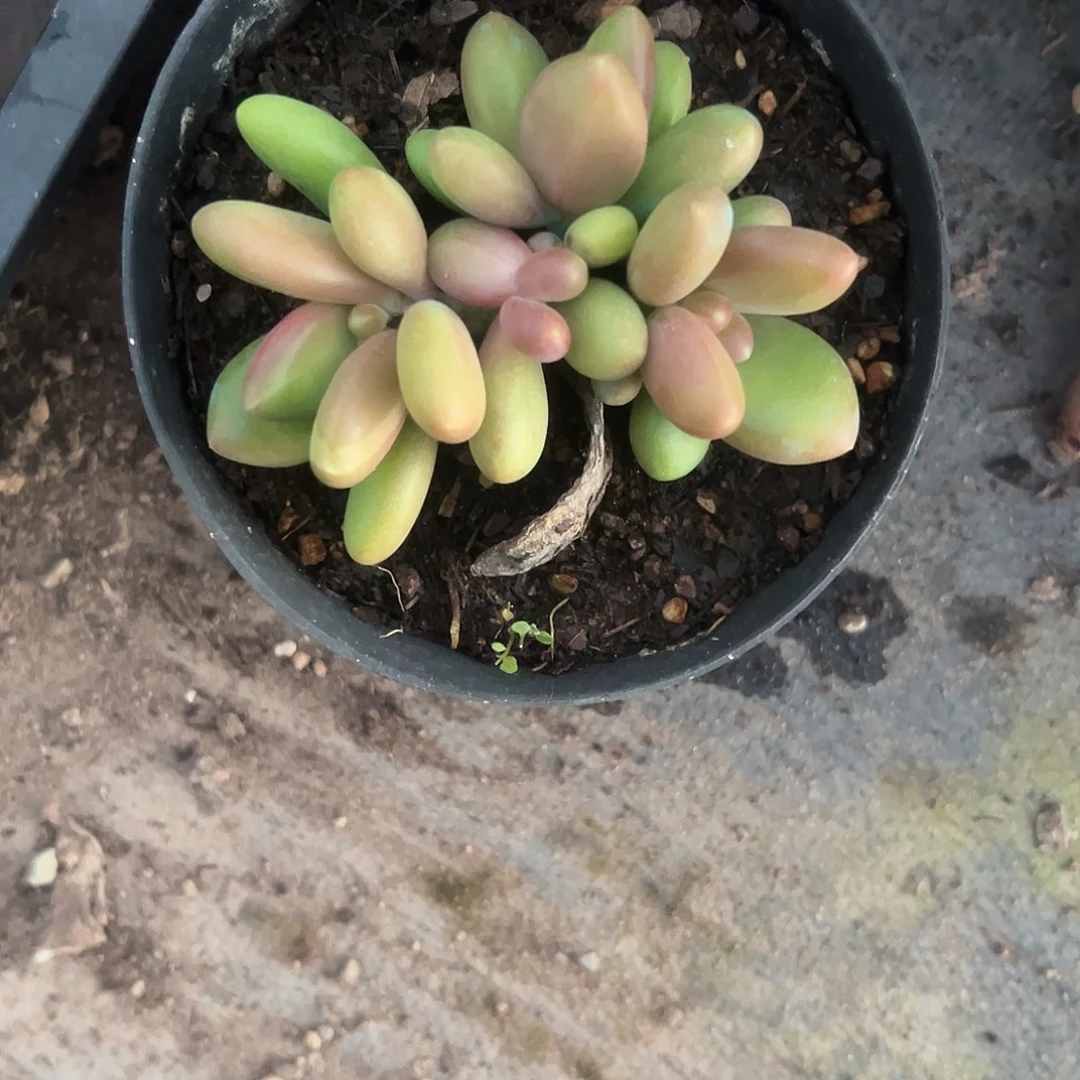 一物一拍芒果奶1446