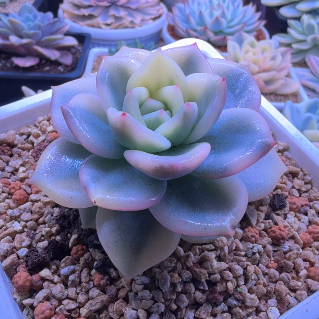 伊丽莎白锦 多肉植物