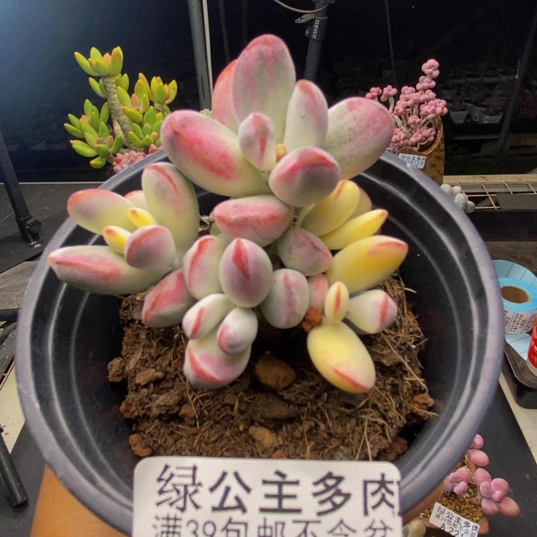 330乓乓福娘锦多肉6cm