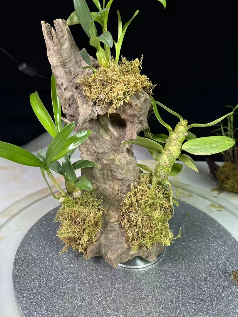 110-500风华木附生植物绿植直播间链接