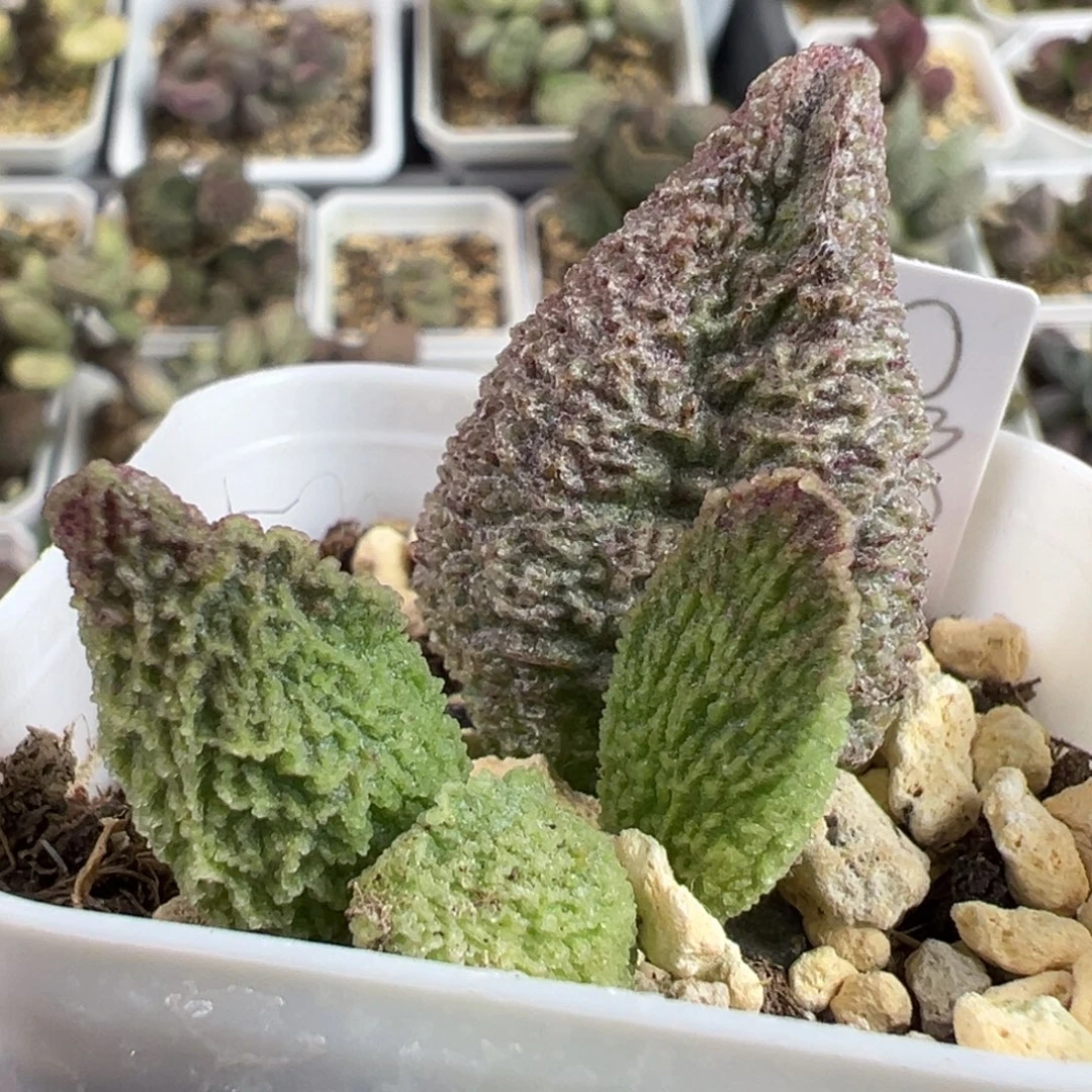 实生新品大苗多肉植物水泡