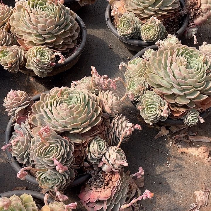 安斯诺11.8米  量拍多肉