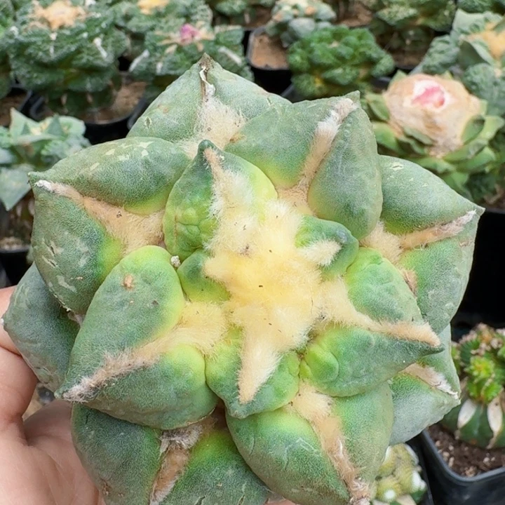 无花朵230青瓷连山牡丹10公分