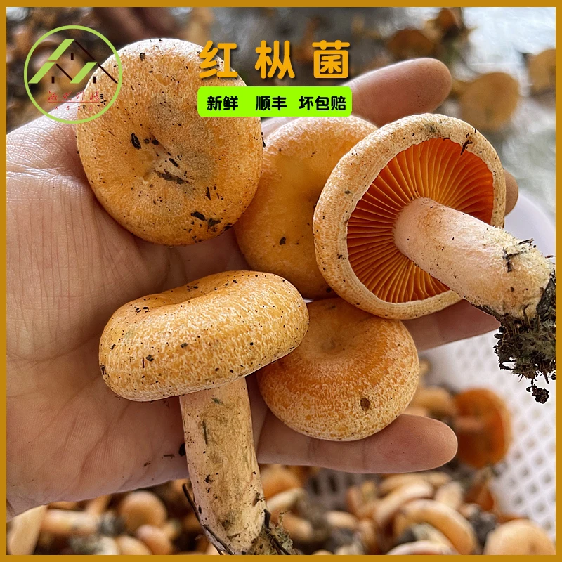 寒菌湖南特产新鲜枞树菌 黄枞菌雁来蕈 雁鹅菌 三九菇重阳菌采摘