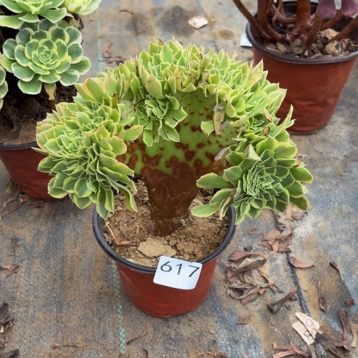 青檬缀多肉植物不包损617