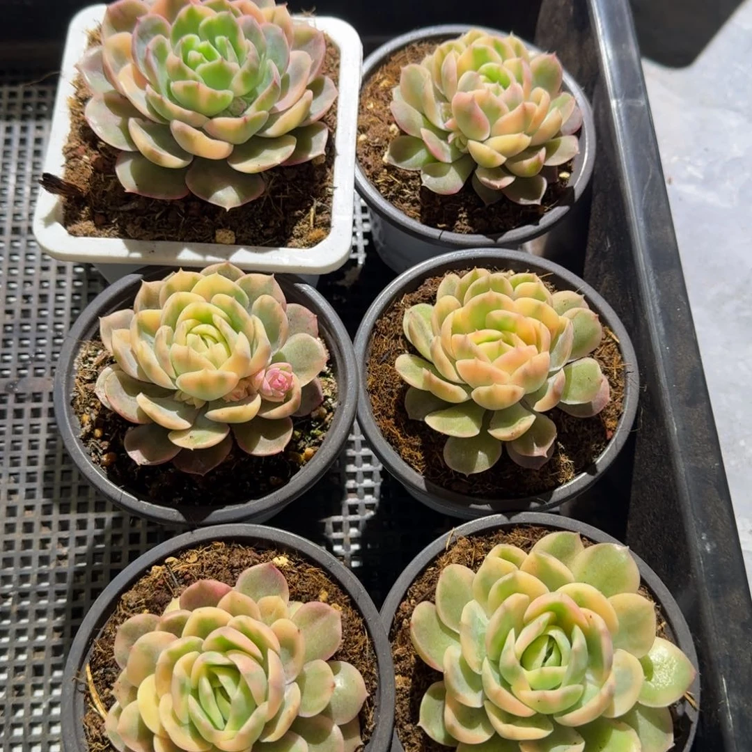 绿体昂斯诺锦，锦上园艺量拍