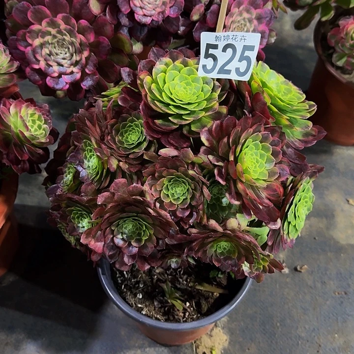 000000000000525嘉年华