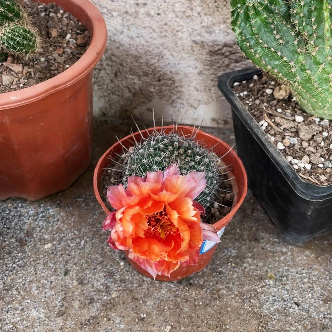 芳***7凤舞自根球6公分以上带盆土