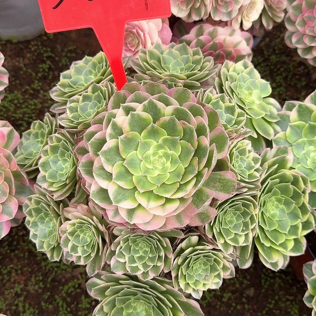 3-8051海王多肉法师