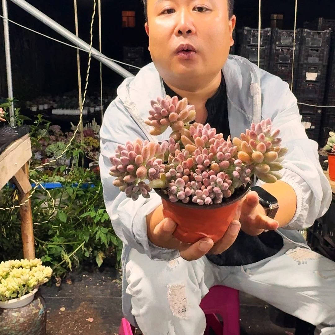 星黛露120多肉植物