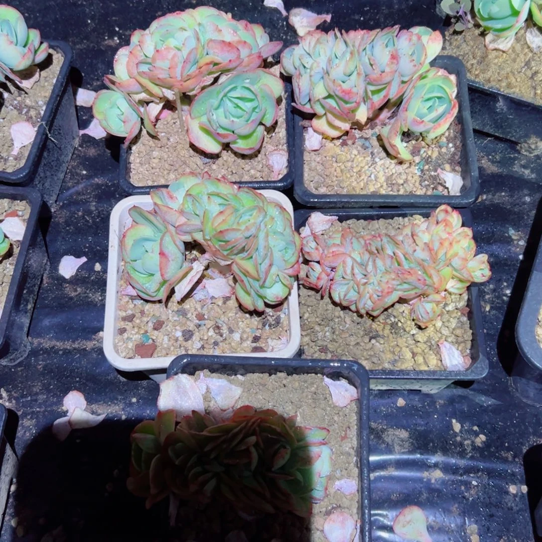 精品多肉植物老桩随机发一棵鸡蛋碧桃缀