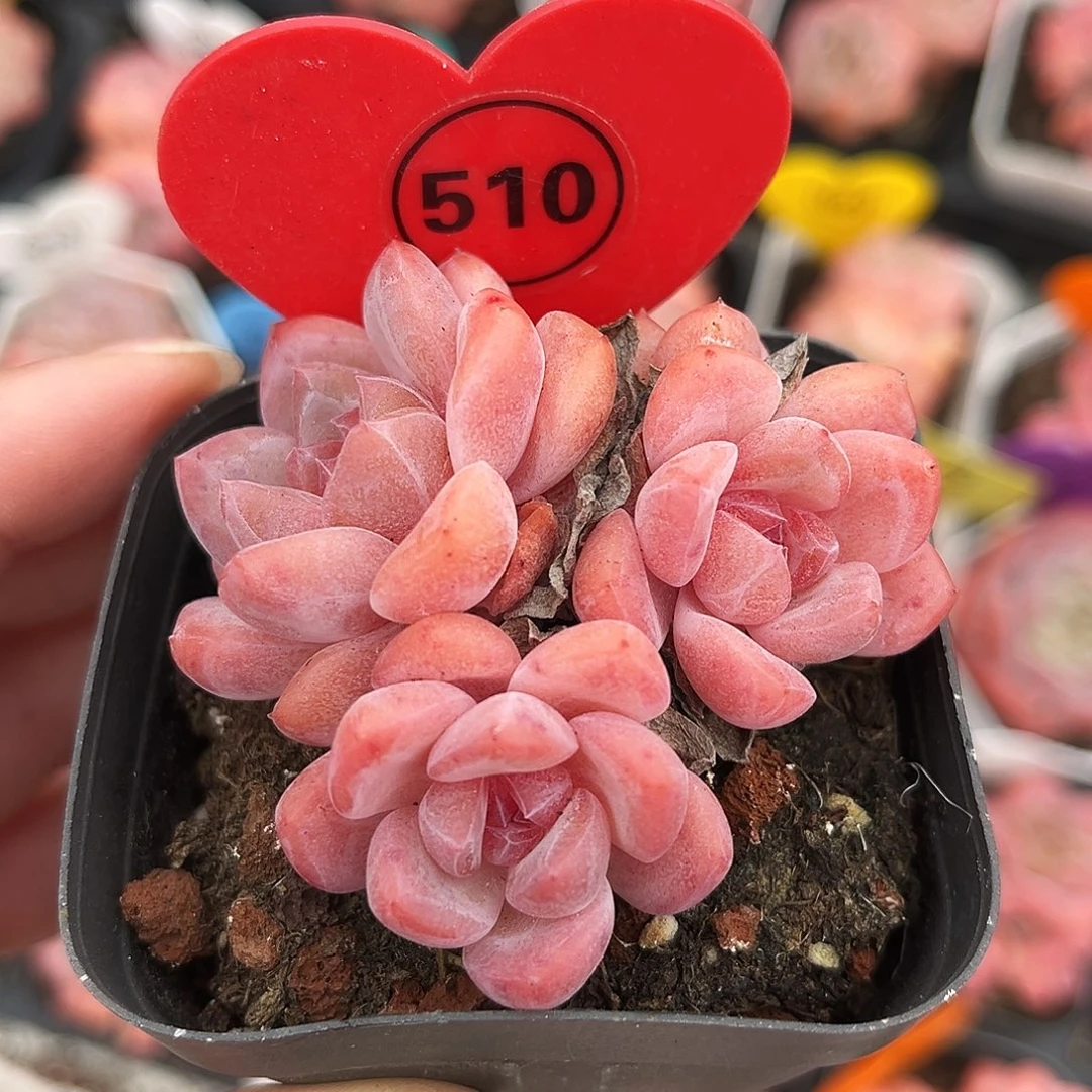 510号小老桩糖心群