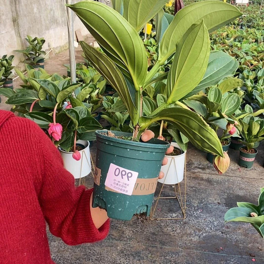 木本植物?*饭木本花卉990