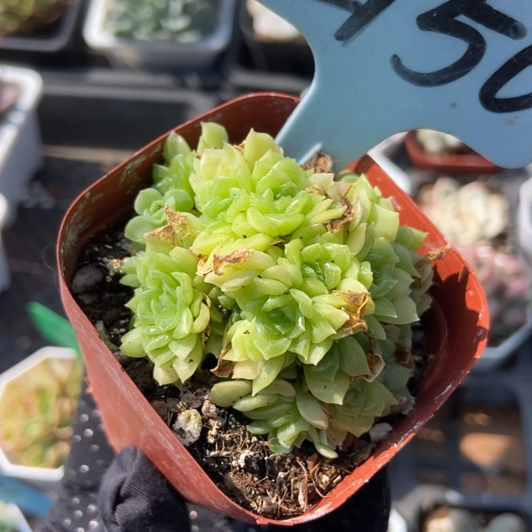 2150麦秆多肉植物保护