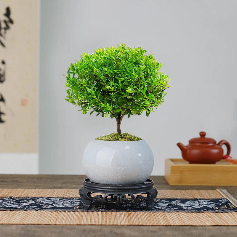 小叶赤楠盆景老桩盆栽植物室内花卉客厅办公室四季小绿植