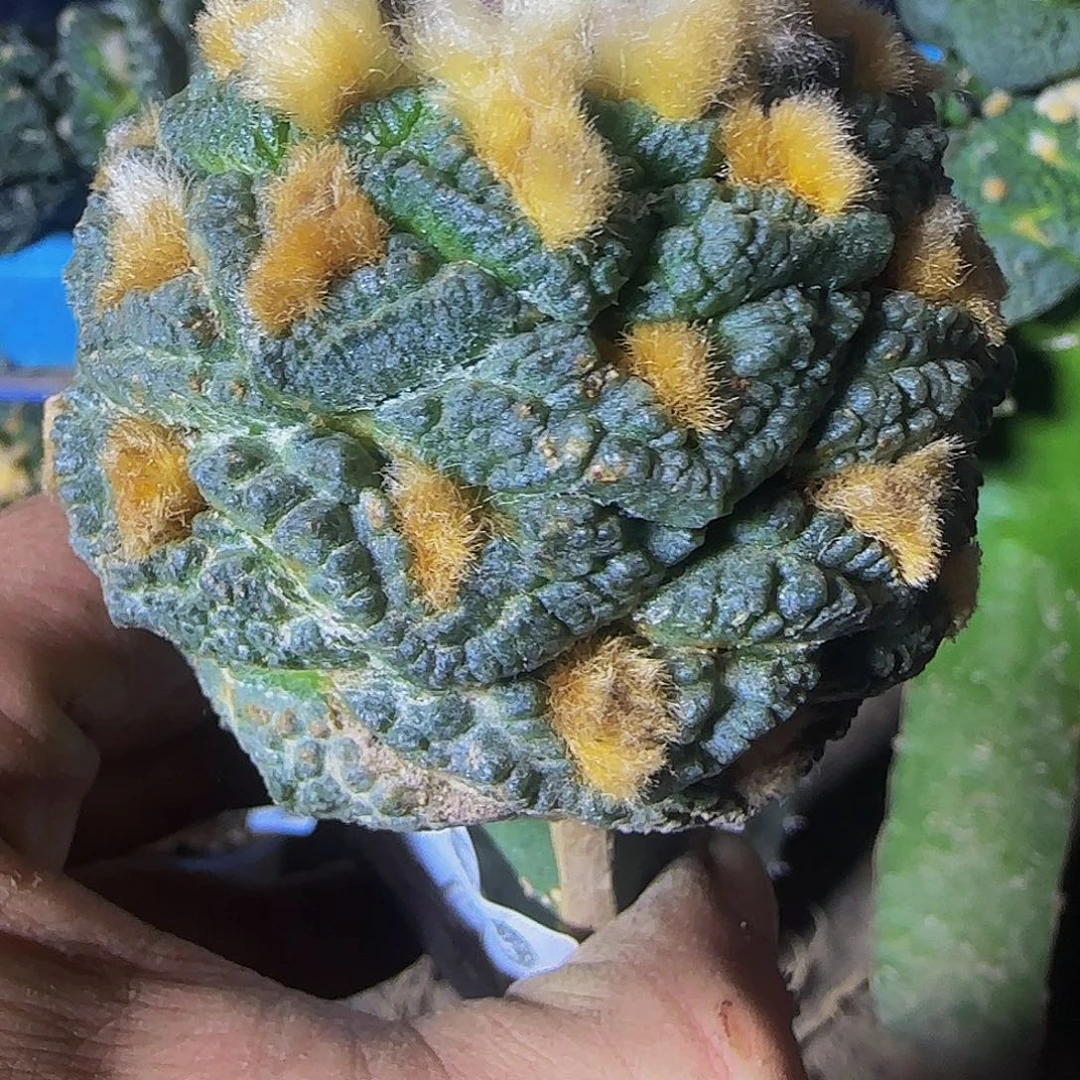 老志贺948仙人球开花