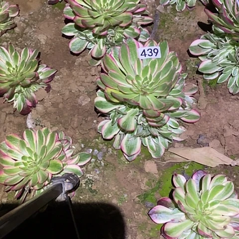 就*那多肉植物法师439云和