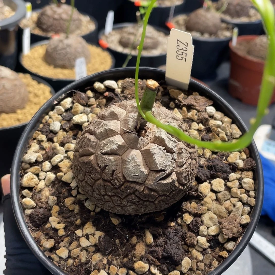 355号龟甲龙不退不换