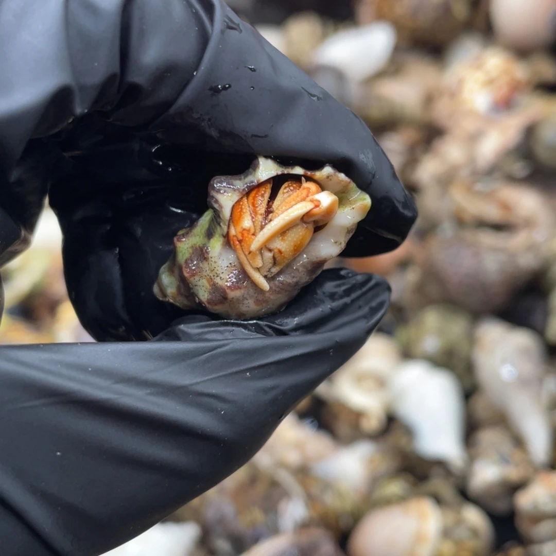 不退不换谢谢支持26