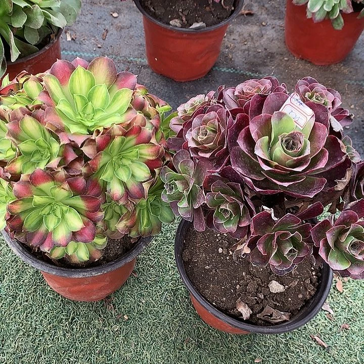 525两颗魅金韶华多肉植物