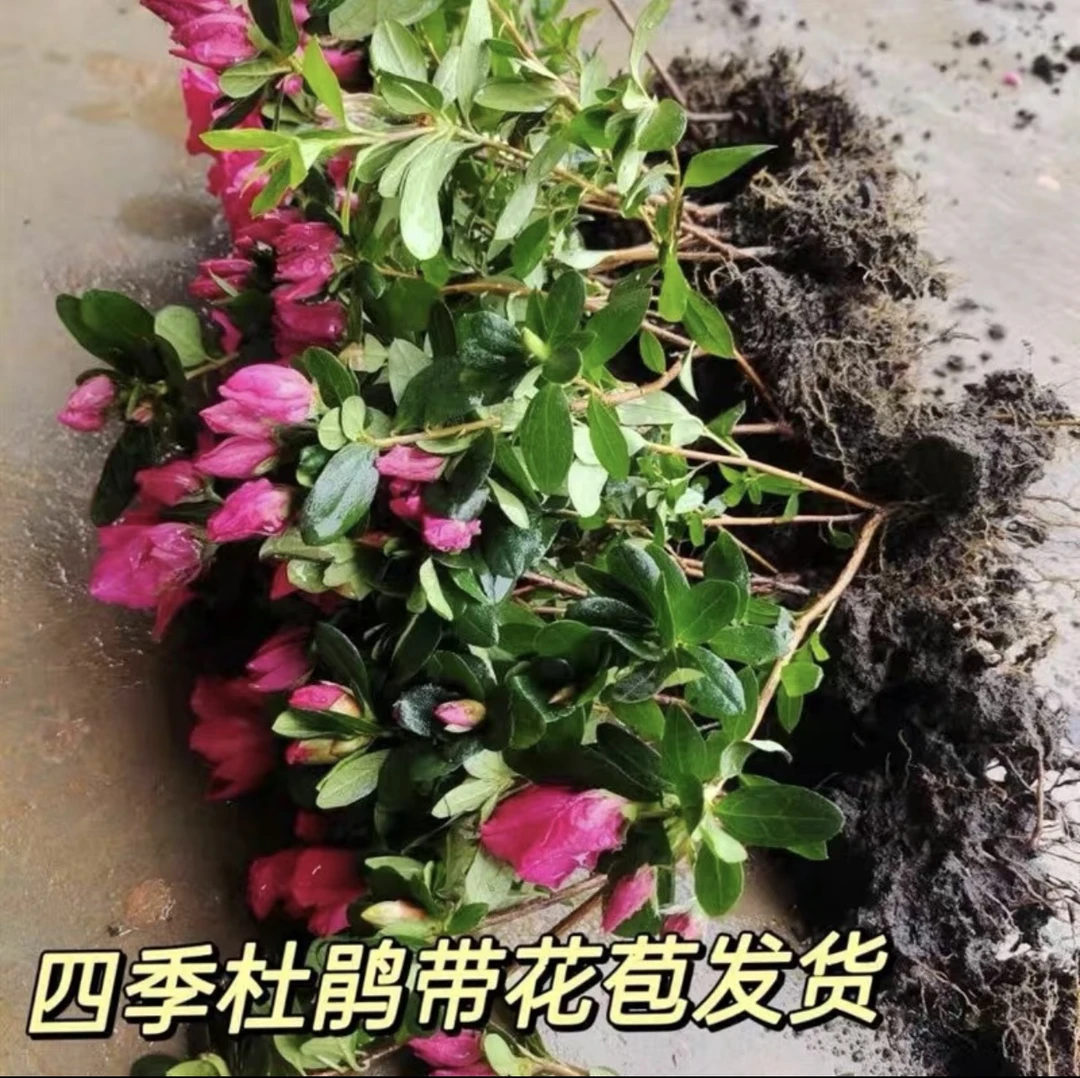 精选带花苞 四季杜鹃花盆栽 四季开花 阳台好养花卉