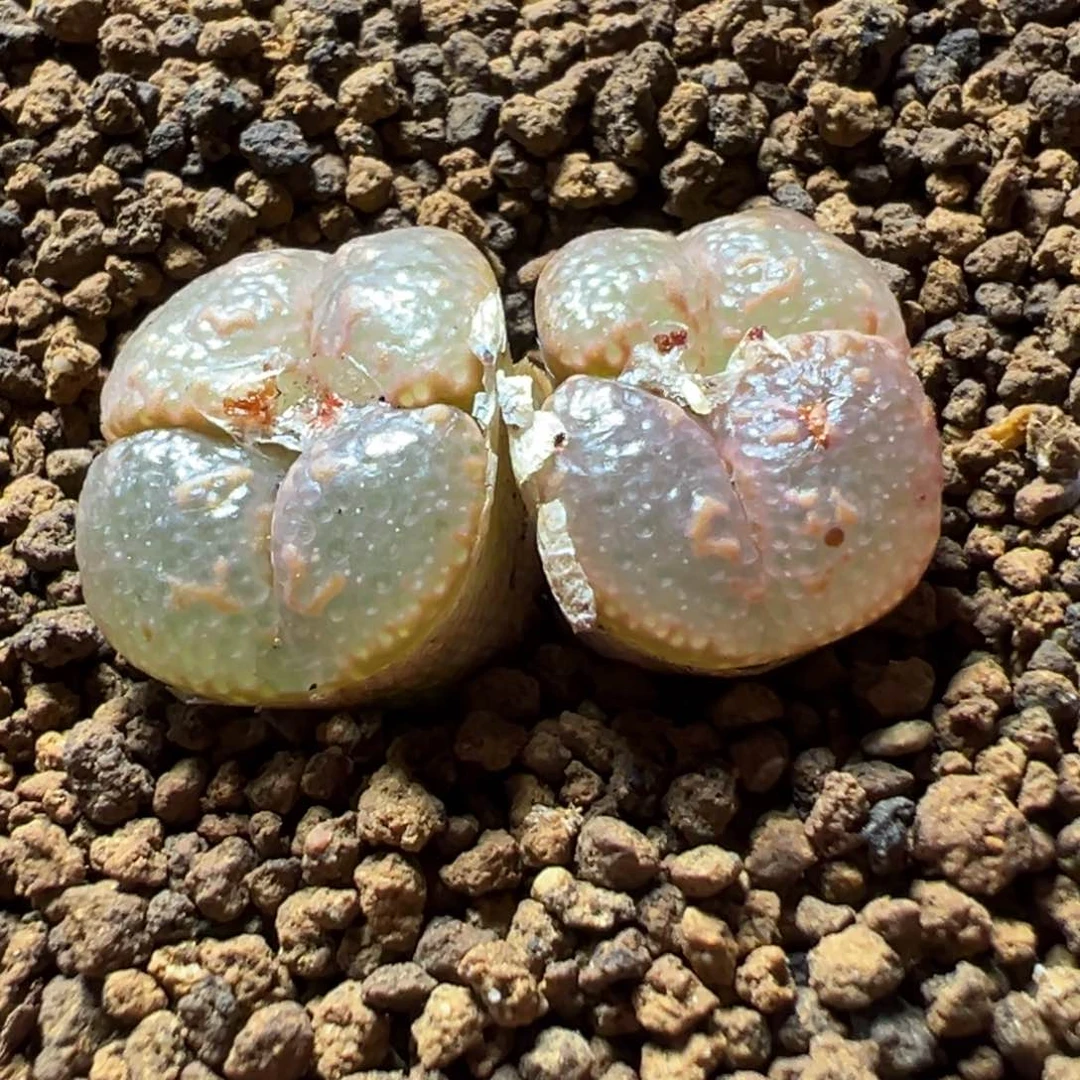 1-104鱼子酱勋章多肉植物